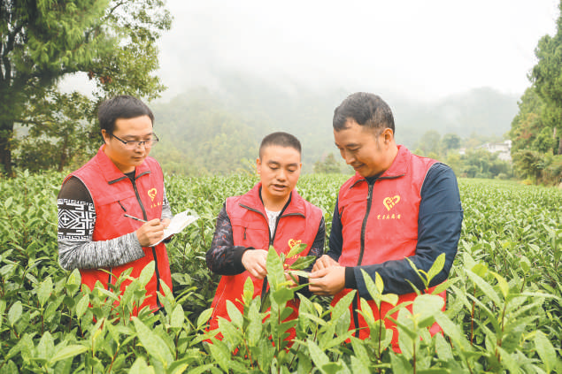 图为近日,驻小雅镇乡村振兴指导员在东山村白茶种植基地内查看病虫害